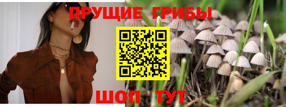 Псилоцибиновые грибы прущие грибы Тамбов